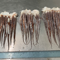 Frozen Squid Tentacle / 100g Up