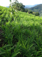 ginger kion organic
