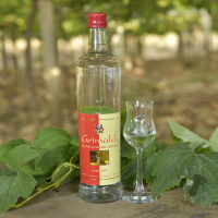 pisco quebranta