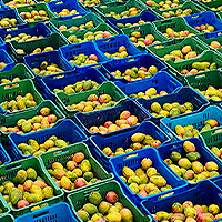 Mango Harvest 