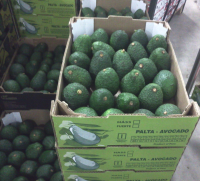 Fresh Avocado 4kg