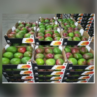 Fresh Maritime Mango 4kg