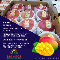Fresh Mango by Plane 4kg
