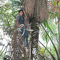 Climbing the Ungurahui Tree