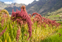 Amaranth