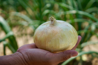 We offer the best onion