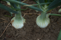 onion in field
