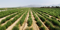 Viru Farmlands 