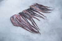 Giant squid tentacles