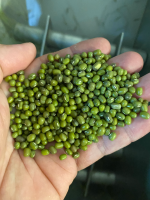 OUR MUNG BEANS