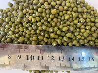 SIZE OF THE BEAN
