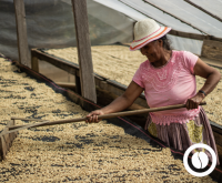 Specialty Green Coffee - Chanchamayo