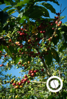 Specialty Green Coffee - Lonya Grande