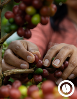 Specialty Green Coffee - San Ignacio 
