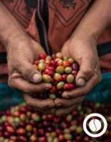 Specialty Green Coffee - Coipa