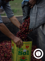 Specialty Green Coffee - Rodríguez de Mendoza
