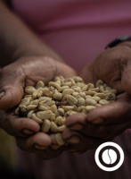 Specialty Green Coffee - Rodríguez de Mendoza