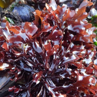 Chondracanthus seaweed