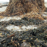 Macrocystis integrifolia Dried