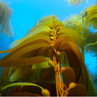 Macrocystis integrifolia in the sea