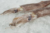 Whole Round Squid 10kg