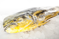 Mahi Mahi GG 2kg - 7kg