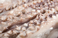 Whole Loligo Squid Tentacles 10kg
