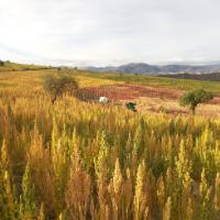 Quinoa fields