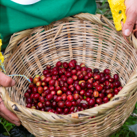 Green Sanctuary Coffee