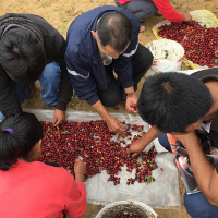 ASOCIACIÓN DE PRODUCTORES CAFETALEROS ALPES ANDINOS