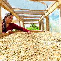 ASOCIACIÓN DE PRODUCTORES CAFETALEROS ALPES ANDINOS