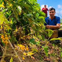ASOCIACIÓN DE PRODUCTORES CAFETALEROS ALPES ANDINOS