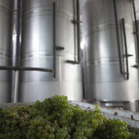 Wineries and Vineyards Tabernero