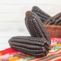 Purple Corn