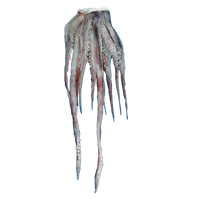 Frozen Giant Squid Tentacles, Raw -100 Gr Up