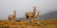 Alpacas 