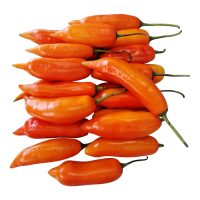 Yellow Pepper