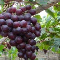 Grapes 8.2kg.