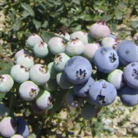 Fresh Blueberries