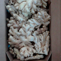 Fresh Ginger from 75 to 207g