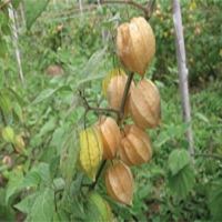 Golden Berries