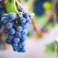 Grape