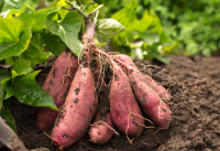 Sweetpotato